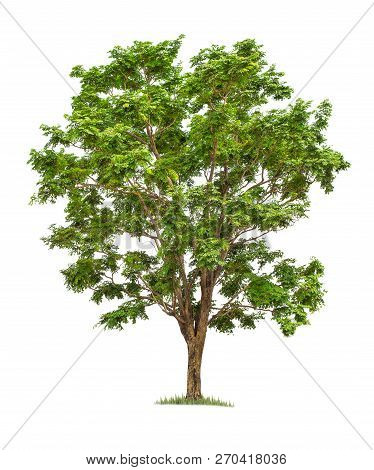 Isolated Big Tree On White Background. Tropical Trees Isolated Used For Design, Advertising And Arch