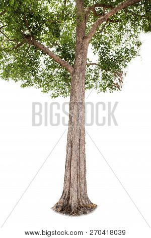 Isolated Big Tree On White Background. Tropical Trees Isolated Used For Design, Advertising And Arch