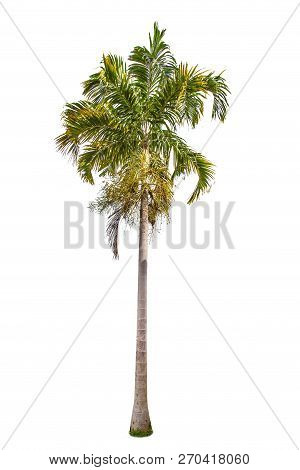 Isolated Big Palm Tree On White Background.large Palm Trees Database Botanical Garden Organization E