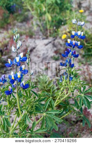 Lupinus Mutabilis, Species Of Lupin Grown In The Andes, Mainly For Its Edible Bean. Near Quilotoa, E