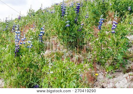 Field Of Lupinus Mutabilis, Species Of Lupin Grown In The Andes, Mainly For Its Edible Bean. Near Qu