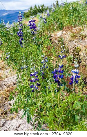 Field Of Lupinus Mutabilis, Species Of Lupin Grown In The Andes, Mainly For Its Edible Bean. Near Qu