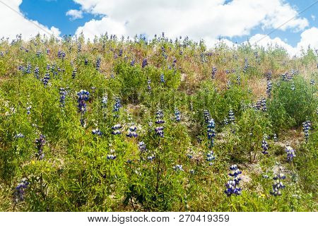 Field Of Lupinus Mutabilis, Species Of Lupin Grown In The Andes, Mainly For Its Edible Bean. Near Qu