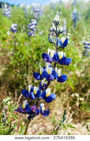 Lupinus Mutabilis, Species Of Lupin Grown In The Andes, Mainly For Its Edible Bean. Near Quilotoa, E