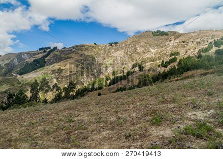 Mountains And Field Of Lupinus Mutabilis, Species Of Lupin Grown In The Andes, Mainly For Its Edible