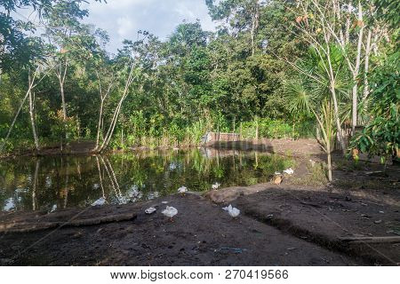 Ducks In A Pond In Nuevo Rocafuerte Village, Ecuador