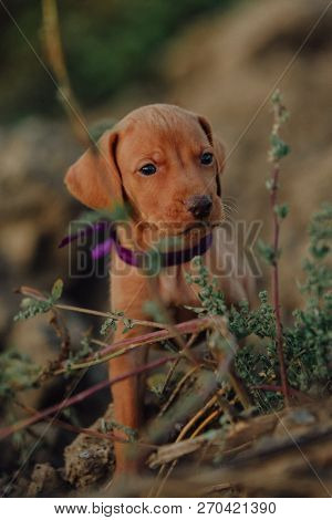 Cute Puppy Hungarian Pointing Dog, Vizsla Sits In The Grass. Field On Background