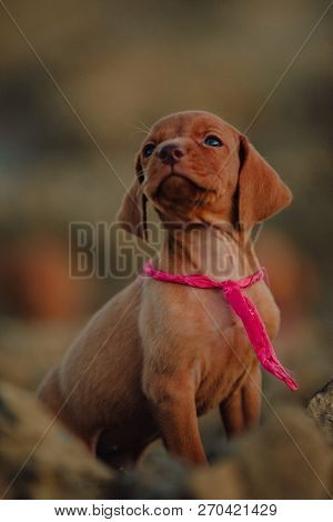 Portrait Of Cute Puppy Hungarian Pointing Dog, Vizsla Sit On Sand. Field On Background