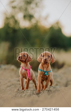 Portrait Of Two Cute Puppy Hungarian Pointing Dog, Vizsla Stay On Sand. Field On Background