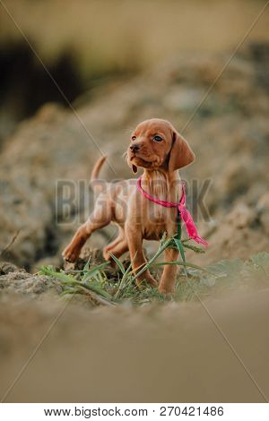 Portrait Of Cute Puppy Hungarian Pointing Dog, Vizsla Stay On Ground. Yellow Field On Background