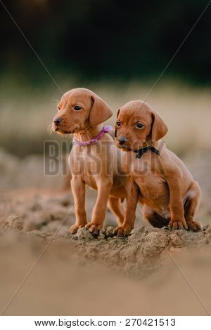Portrait Of Two Cute Puppy Hungarian Pointing Dog, Vizsla Stay On Ground. Green On Background