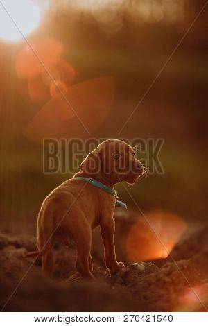 Portrait Of Cute Puppy Hungarian Pointing Dog, Vizsla Stay On Ground In Sunset. Yellow Field On Back