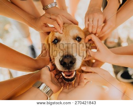 Happy Golden Retriever Dog With Manr Hand On His. Park In Background