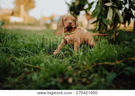 Portrait Of Cute Puppy Hungarian Pointing Dog, Vizsla Stay On Grass. Brown Background