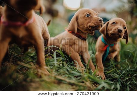 Portrait Of Three Cute Puppy Hungarian Pointing Dog, Vizsla Stay On Grass. Brown Background