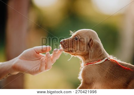 Hand Touch Cute Puppy Hungarian Pointing Dog, Vizsla Stay On Grass. Brown Background