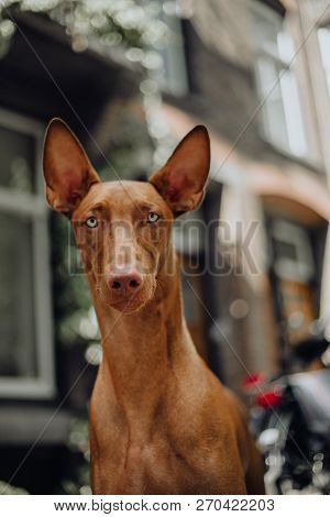 Portrait Pharaoh Hound Dog Sit . Old Town On Background