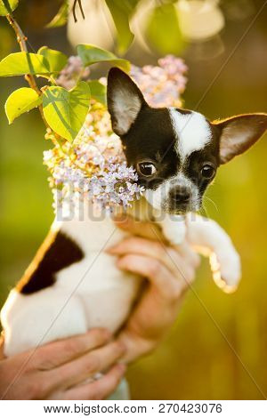 Cute Small Chihuahua Dog Puppy On Hand . Grass On Background