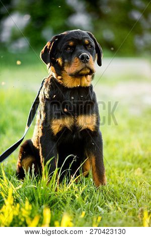 Rottweiler Dog Sit On Grass. Grass And Trees On Background