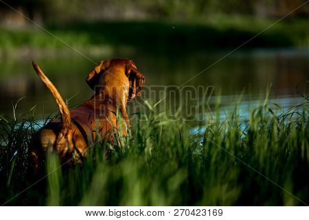 Hungarian Pointing Dog, Vizsla Swim In River On Grass. River On Background