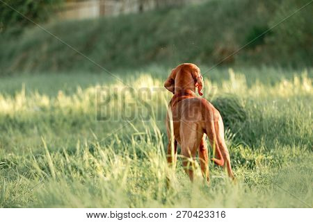 Back Hungarian Pointing Dog, Vizsla Sit On Grass Look Ahead. White Trees On Background