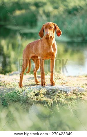 Hungarian Pointing Dog, Vizsla Stayon Grass Look Ahead. Dreen On Background