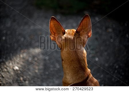 Pharaoh Hound Dog Sit On Grass Look Back. Ground On Background