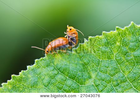 Orange bug parring på græskar blade