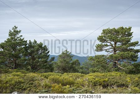 Scots Pine Forest And Padded Brushwood (cytisus Oromediterraneus And Juniperus Communis) In Siete Pi