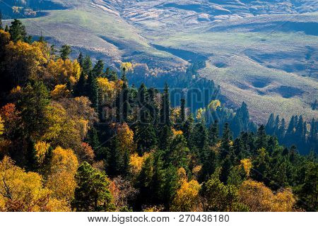 Scenic Landscape With Trees In Mountain Forest In Autumn.
