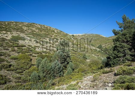 Padded Brushwood (cytisus Oromediterraneus And Juniperus Communis) And Scots Pine Forest (pinus Sylv