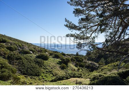 Padded Brushwood (cytisus Oromediterraneus And Juniperus Communis) And Scots Pine Forest (pinus Sylv