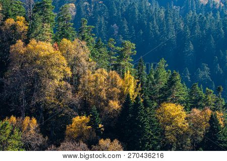 Scenic Landscape With Trees In Mountain Forest In Autumn.