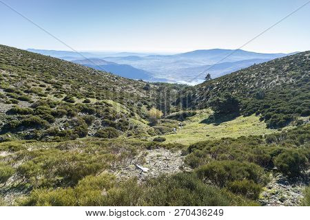 Padded Brushwood (cytisus Oromediterraneus And Juniperus Communis) Near Hornillo Stream, In Guadarra