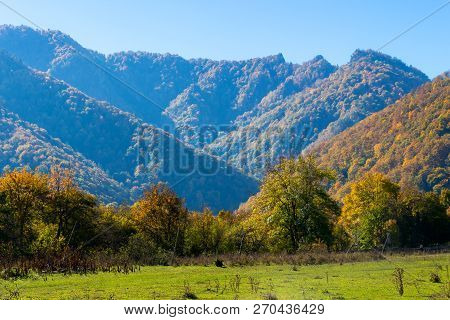Scenic Landscape With Trees In Mountain Forest In Autumn.