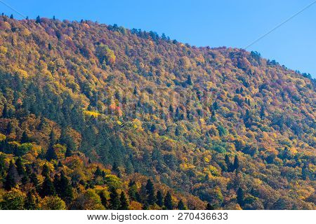 Scenic Landscape With Trees In Mountain Forest In Autumn.