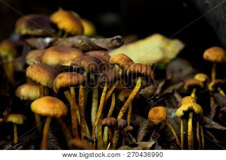 Many Dangerous Inedible Mushrooms In A Dark Forest. Poisonous Mushrooms, Hazardous To Health.