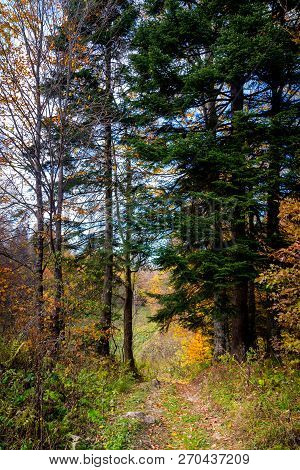 Scenic Landscape With Trees In Mountain Forest In Autumn.