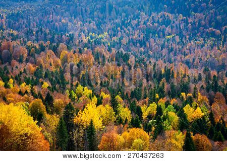 Scenic Landscape With Trees In Mountain Forest In Autumn.