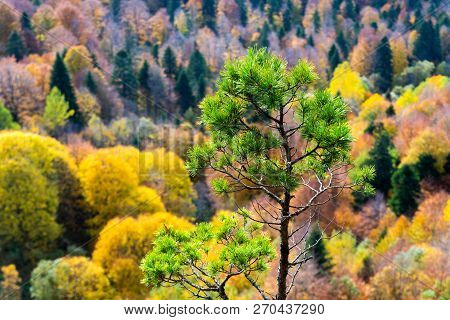 Scenic Landscape With Trees In Mountain Forest In Autumn.