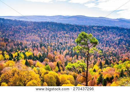 Scenic Landscape With Trees In Mountain Forest In Autumn.