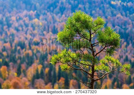 Scenic Landscape With Trees In Mountain Forest In Autumn.