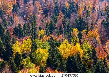 Scenic Landscape With Trees In Mountain Forest In Autumn.
