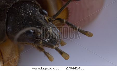 Gryllotalpa Gryllotalpa Mole Cricket In Human Hand