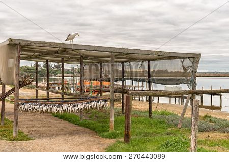 Velddrif, South Africa, August 22, 2018: Bokkoms (salted And Dried Mullet) Being Dried Next To The B