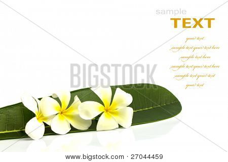 Gyönyörű fehér virágok levél (Leelawadee) elszigetelt fehér background