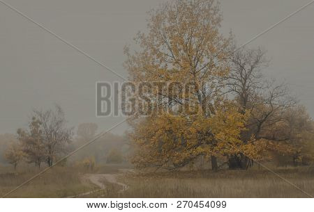 Autumn Landscape In Beautiful Fog, Yellow Tone Of Leaves And Perspective Of The Road
