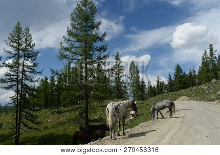 Horses In The Mountains Of Altai. Western Siberia. Russia