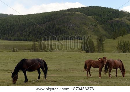 Horses In The Mountains Of Altai. Western Siberia. Russia