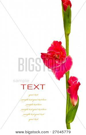 Smukke røde Gladiolus på hvid baggrund